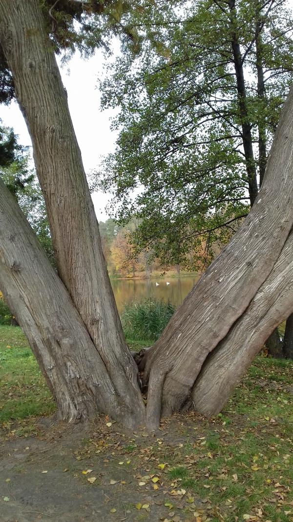 Дендрологічний парк 'Тростянець' НАН України - Тростянец