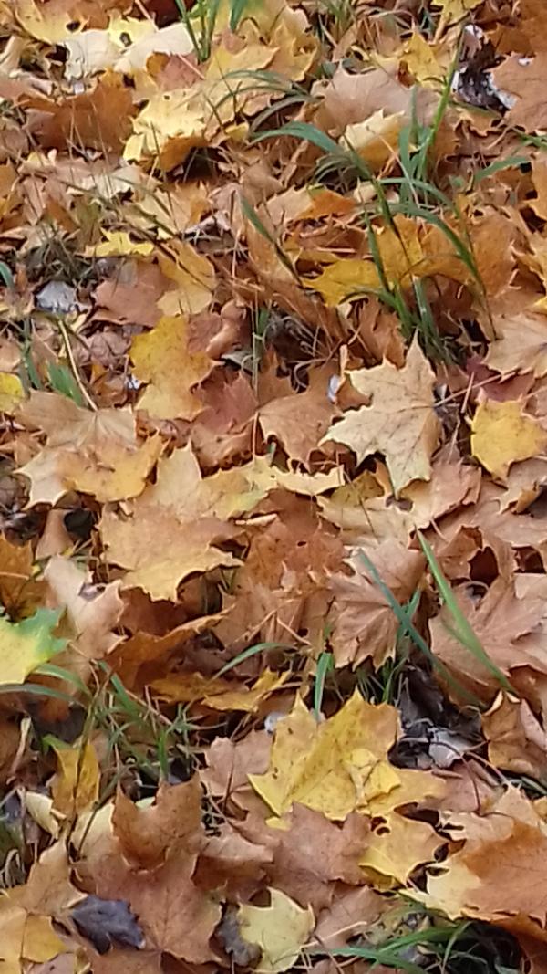 Дендрологічний парк 'Тростянець' НАН України - Тростянец