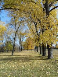 Останній подарунок осені