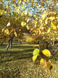 Останній подарунок осені