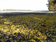 Останній подарунок осені