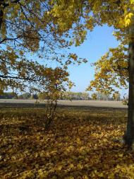 Останній подарунок осені