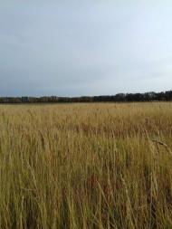 Останній подарунок осені