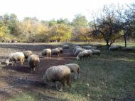 Останній подарунок осені