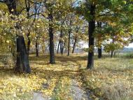 Останній подарунок осені