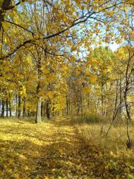 Останній подарунок осені