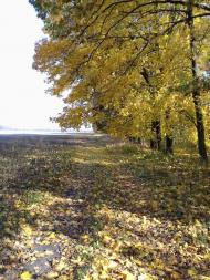 Останній подарунок осені