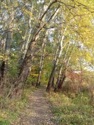 Останній подарунок осені