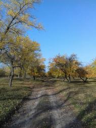 Останній подарунок осені