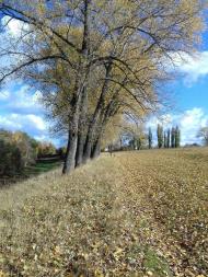 Останній подарунок осені