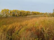 Останній подарунок осені