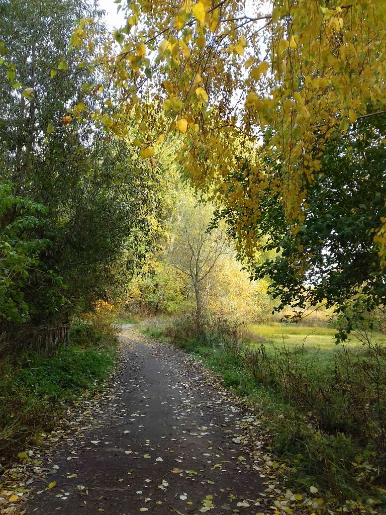 Останній подарунок осені - Конотоп