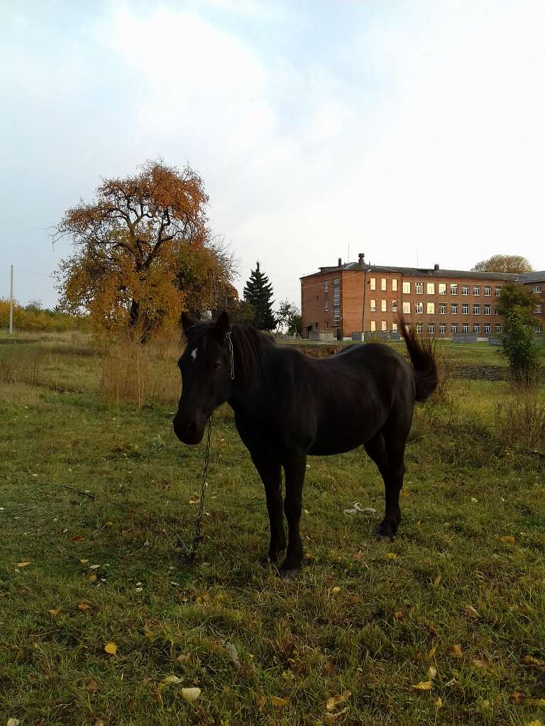Останній подарунок осені - Конотоп