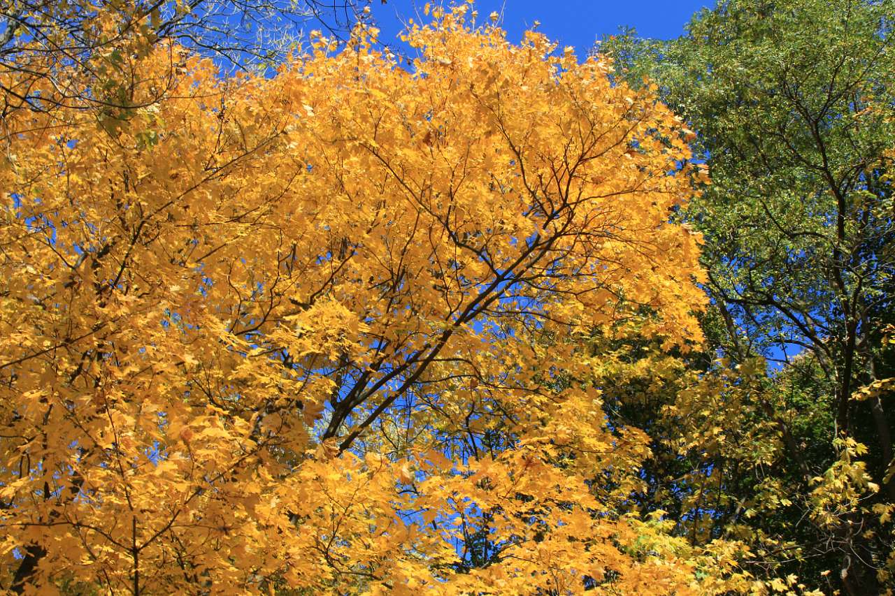 ГОЩА. ОСІННІЙ ПАРК 2017 - Гоща