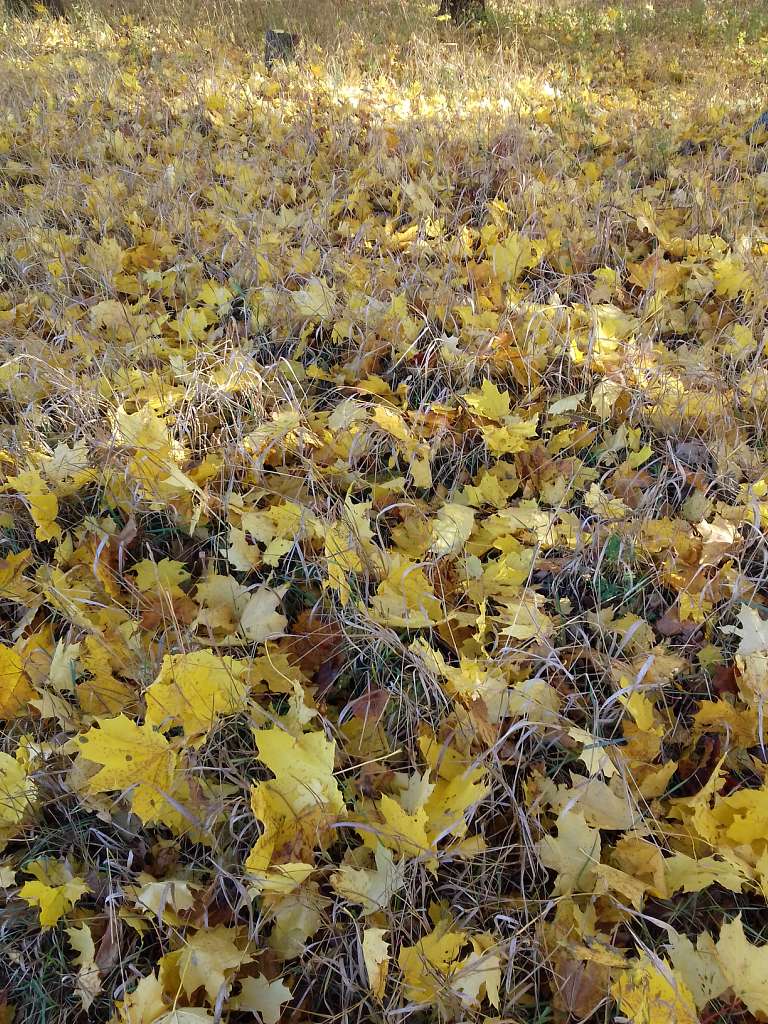 Останній подарунок осені - Конотоп