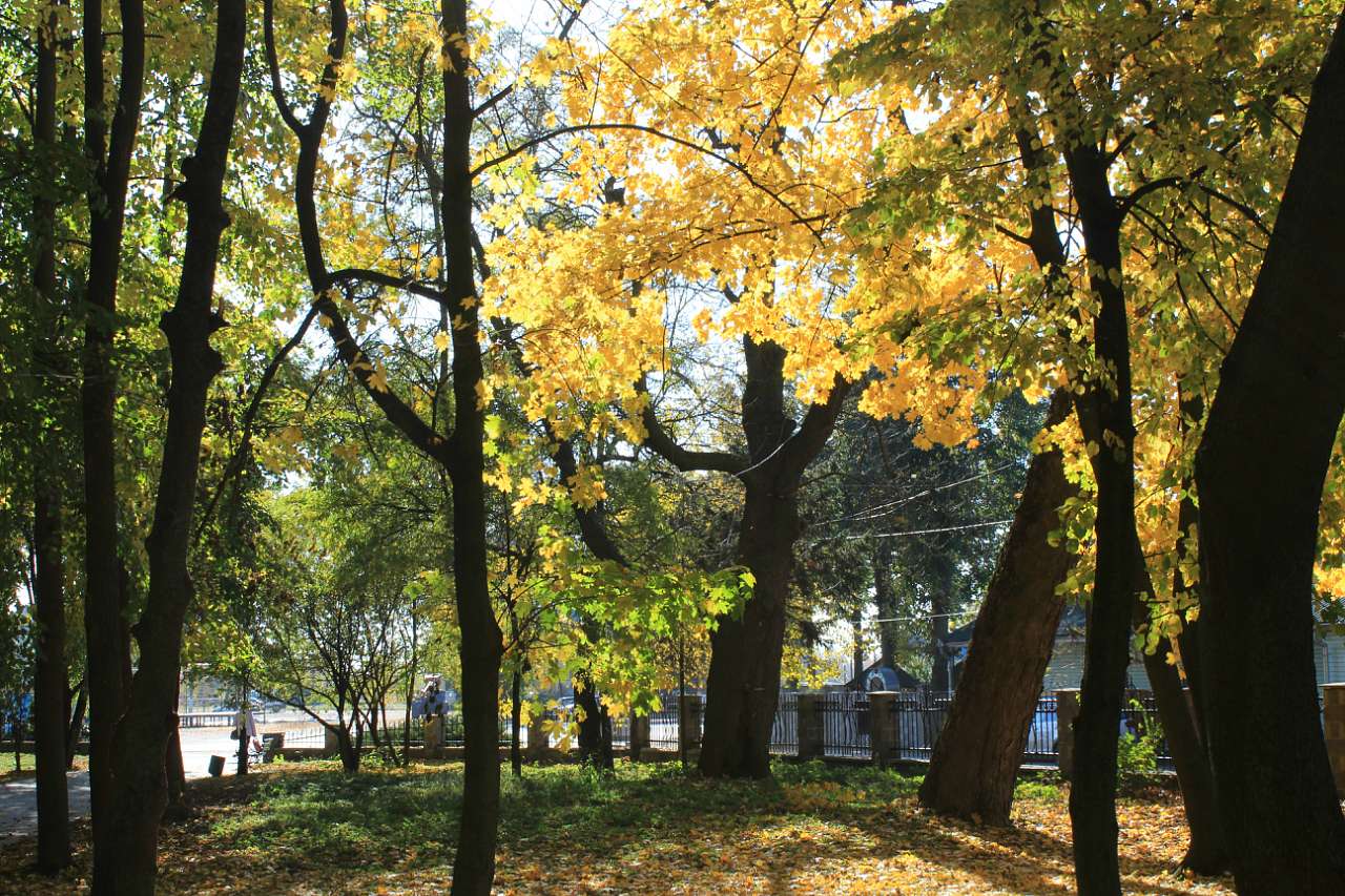 ГОЩА. ОСІННІЙ ПАРК 2017 - Гоща