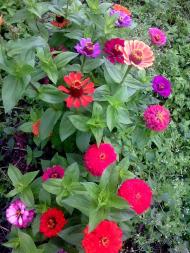 природні фантазії