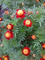 природні фантазії