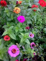 природні фантазії