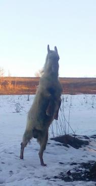 Спогади про сніжну зиму...