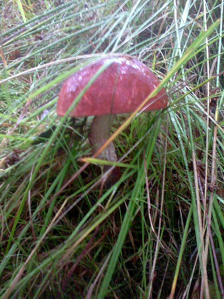 Грибний сезон - Танява