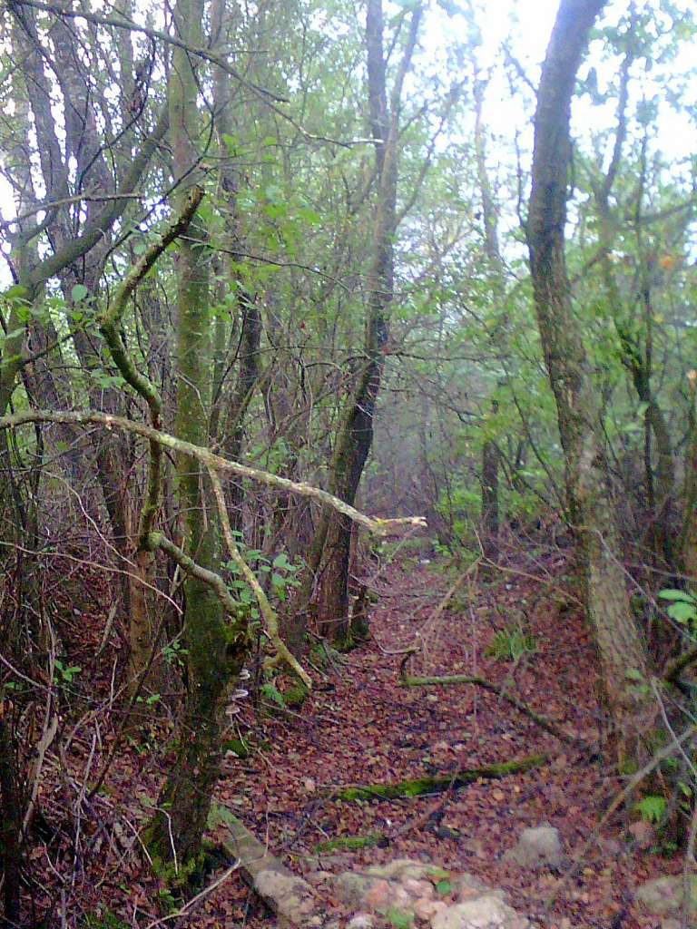 Ліс - Держів