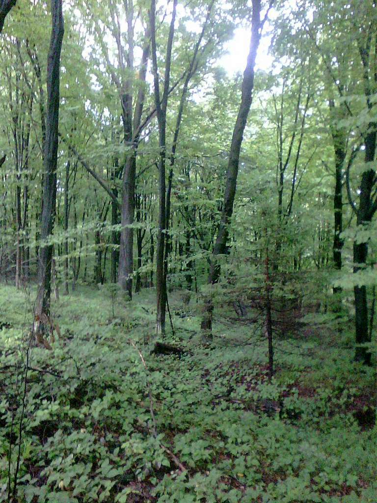 Ліс - Танява