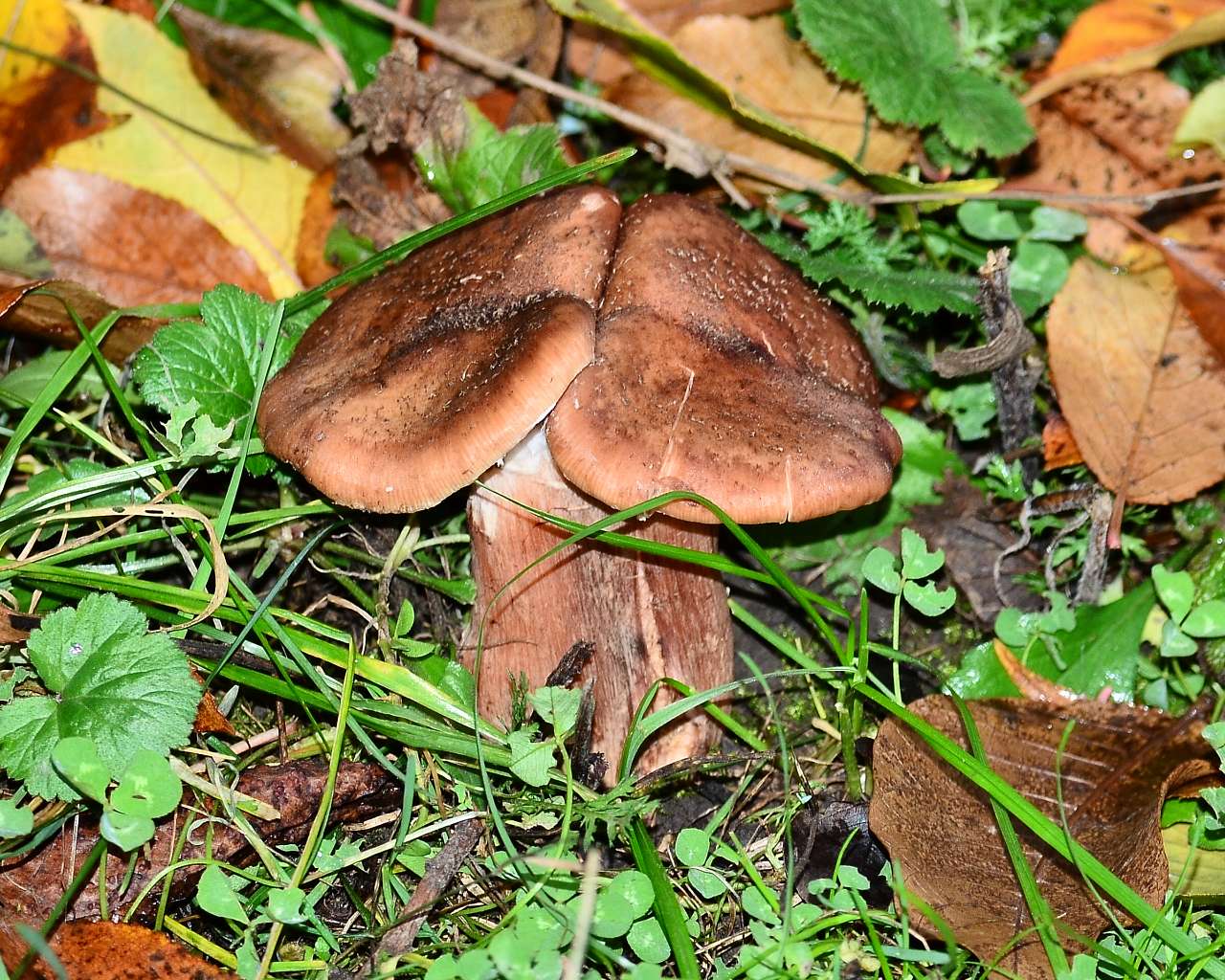 Барви осені - Іваниця