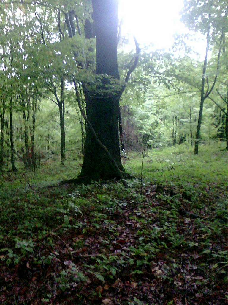 Ліс - Танява