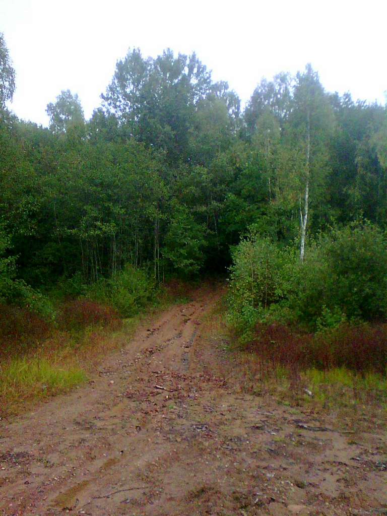 Ліс - Танява