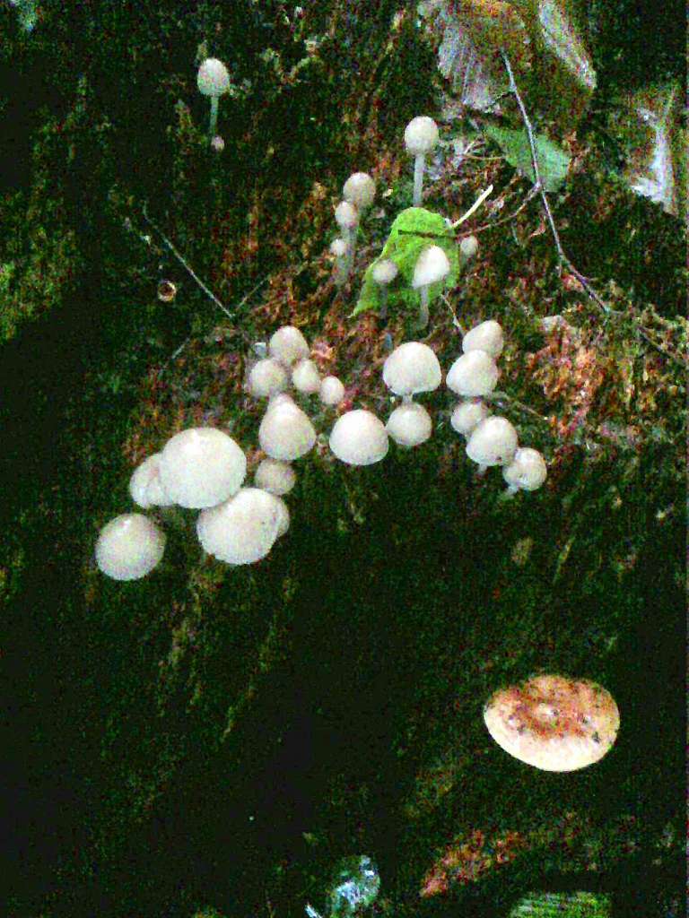 Грибний сезон - Танява