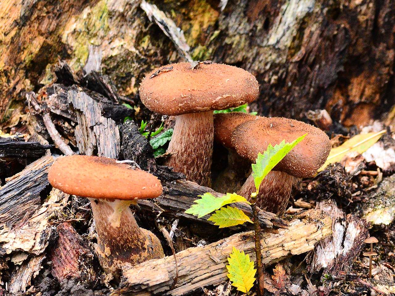 Барви осені - Іваниця