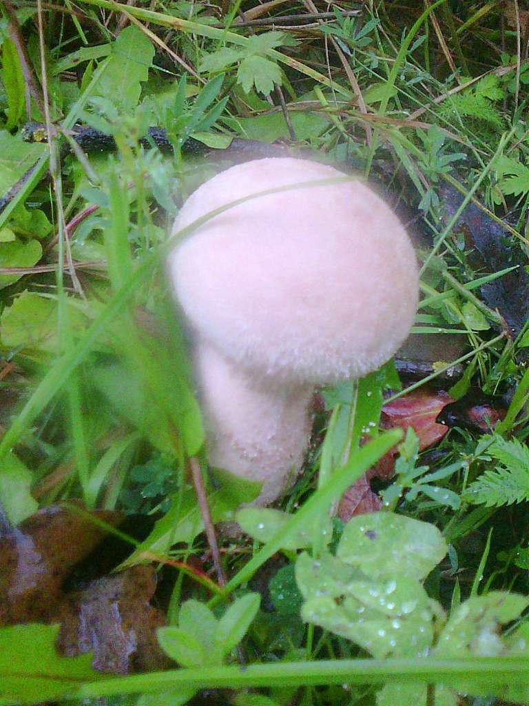 Грибний сезон - Танява