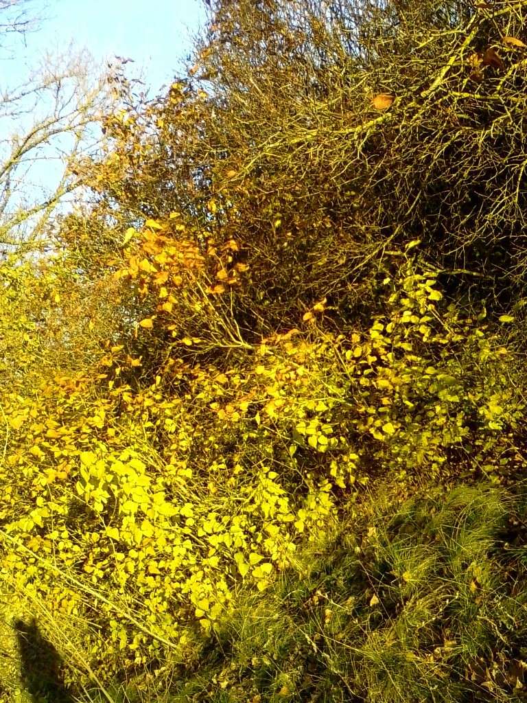 Природа - Клюсівка