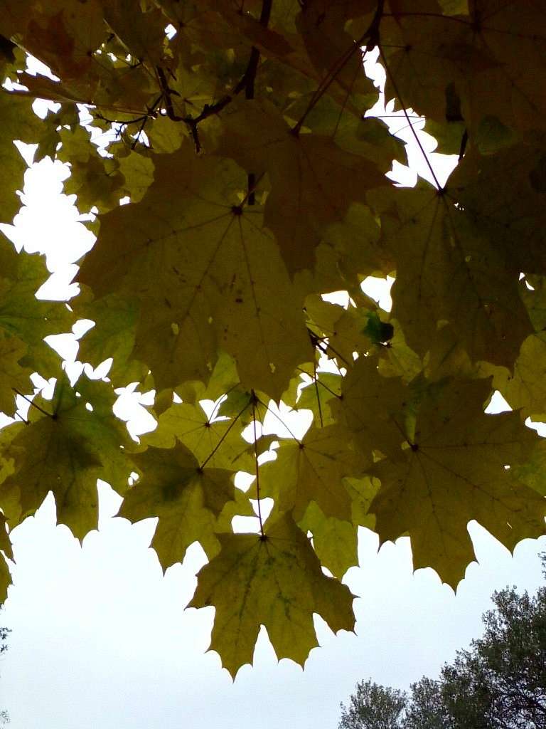 Природа - Клюсівка