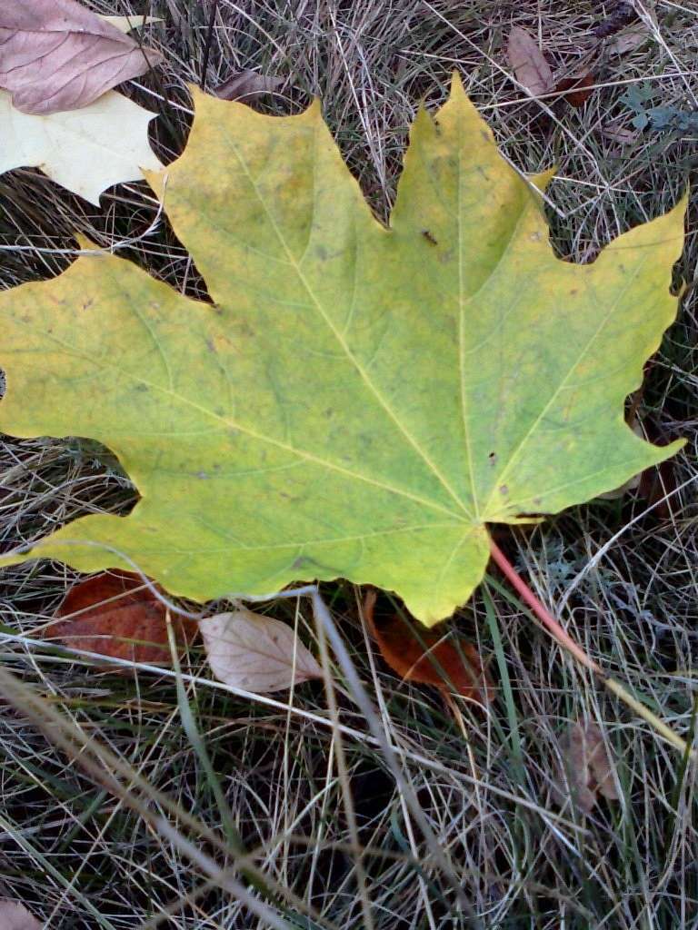 Природа - Клюсівка