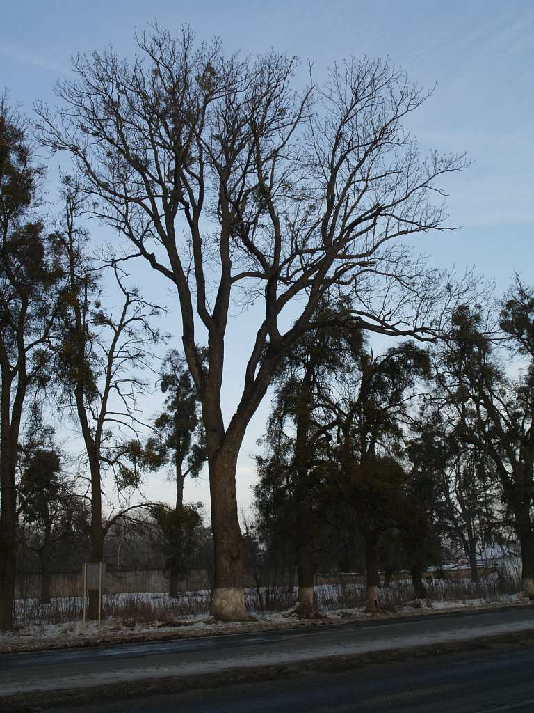 СЕЛО НА ХМЕЛЬНИЦЬКОМУ ТРАКТІ - Якушинці