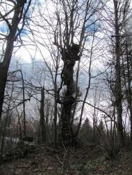 весняний Орів