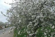 Spring in Sadzhava 2017