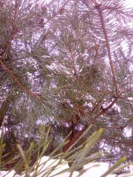 Різке похолодання випав сніг