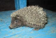 Добрий день Погоріла!