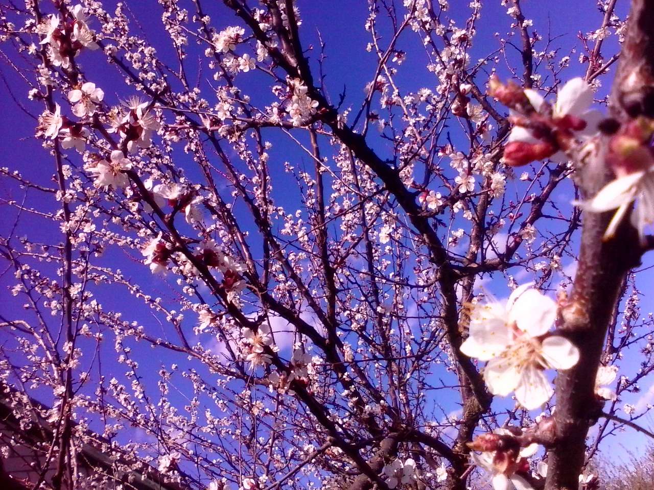 Ожива - Клюсівка