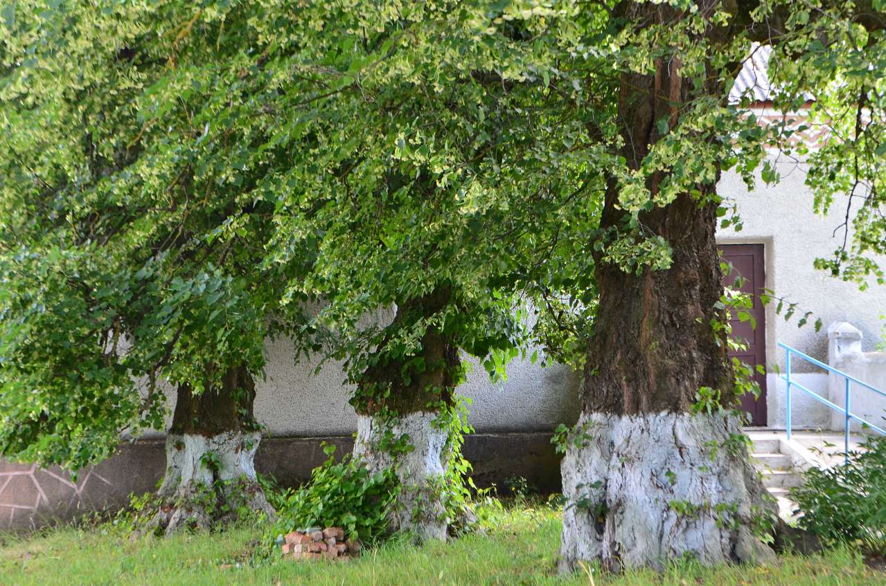 Кізя-2015 - Кізя