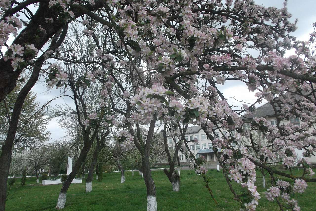 Spring in Sadzhava 2017 - Sadzhava