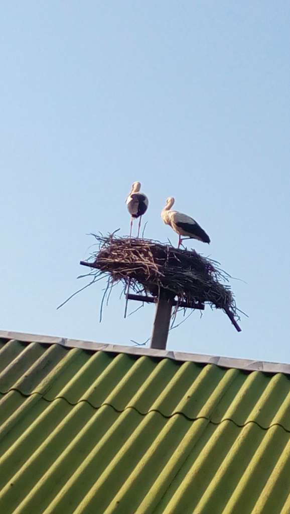 Лелеки - Почуйки