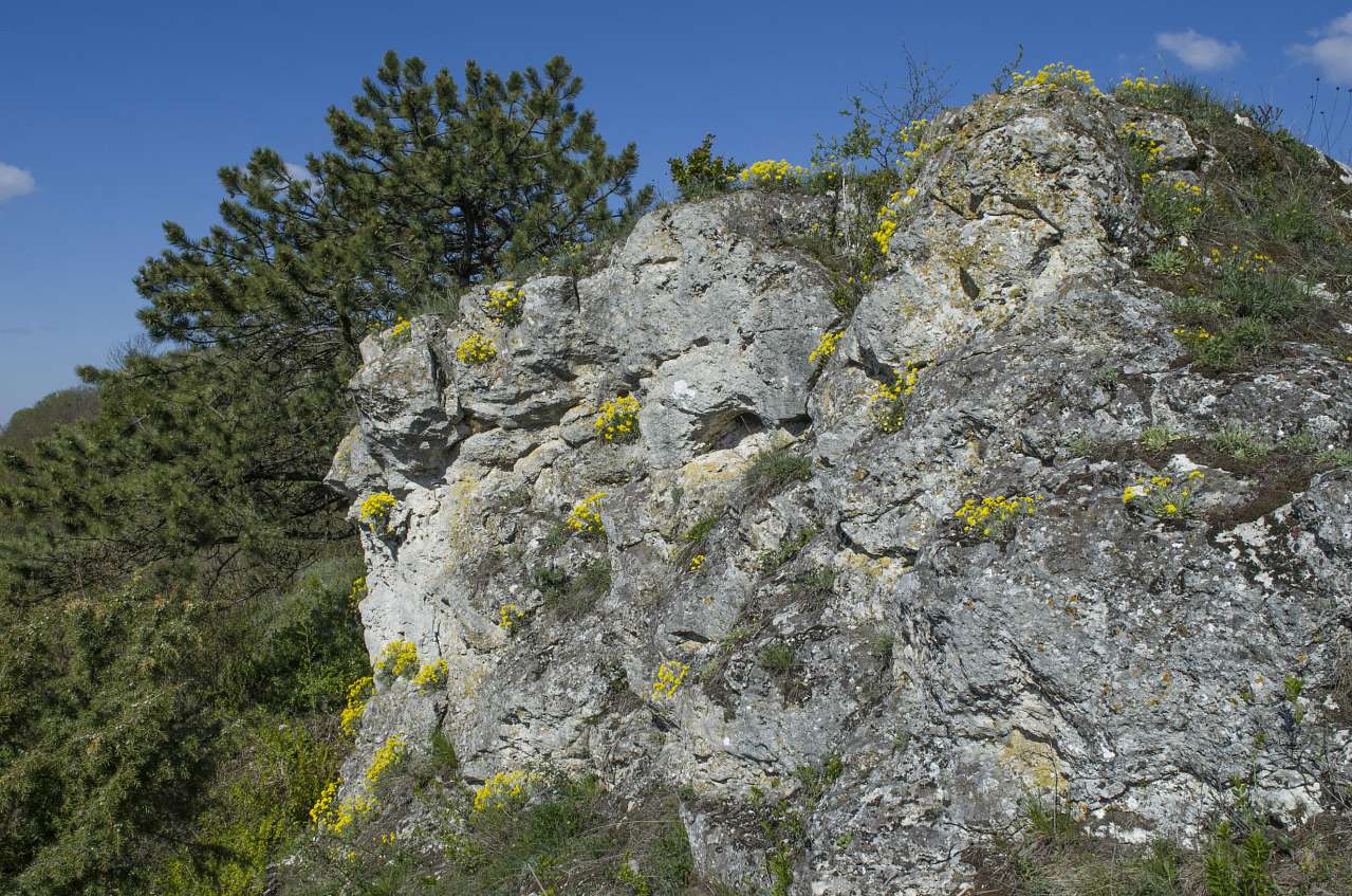 Медобори - Вікно