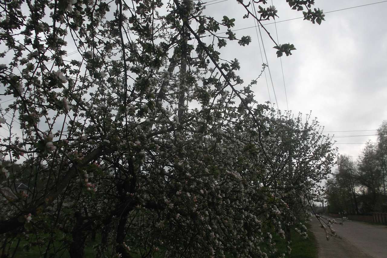 Spring in Sadzhava 2017 - Саджава