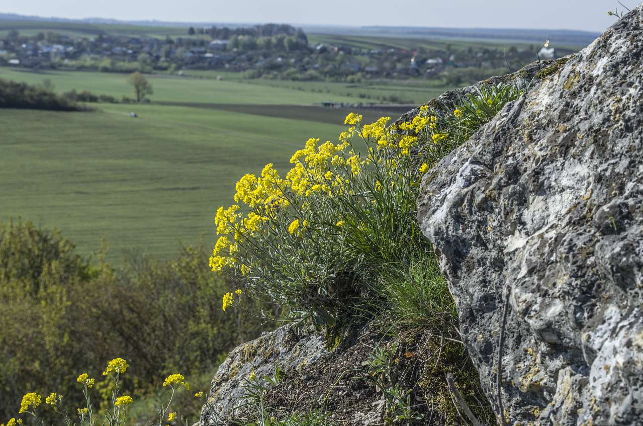 Медобори - Вікно