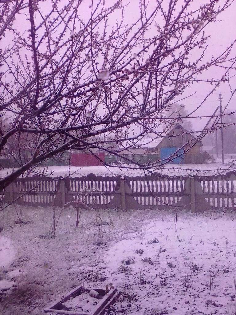 Різке похолодання випав сніг - Клюсівка