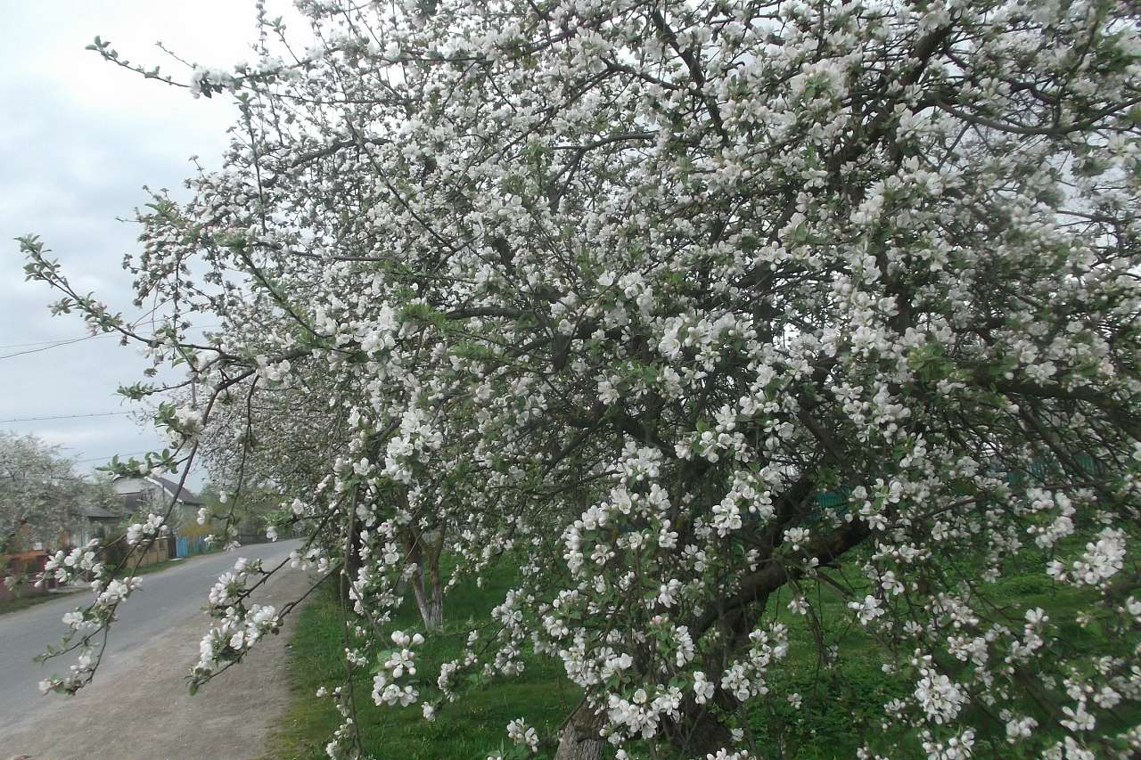 Spring in Sadzhava 2017 - Sadzhava